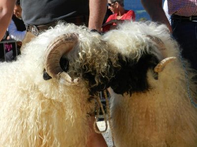 Die nächste Herdebuchaufnahme findet am 01. Mai 2020 wieder in Westendorf statt. Wir freun uns schon auf zahlreiche Teilnehmer und Besucher.