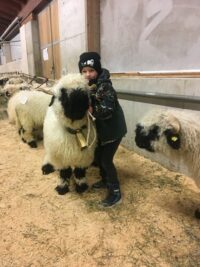 Gebietsausstellung Walliser Schwarznasenschafe in Ellbögen, am Sonntag 04. Oktober 2026 am Ausstellungsplatz.