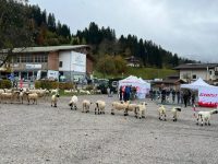 Herdebuchaufnahme in Westendorf