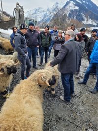 Österreichweite Bewerterschulung für Walliser Schwarznasenschafe